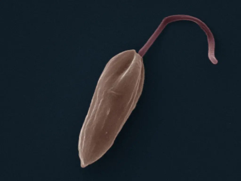 LeishmaniaMexicana_Promastigote_SEM-1068x801.webp